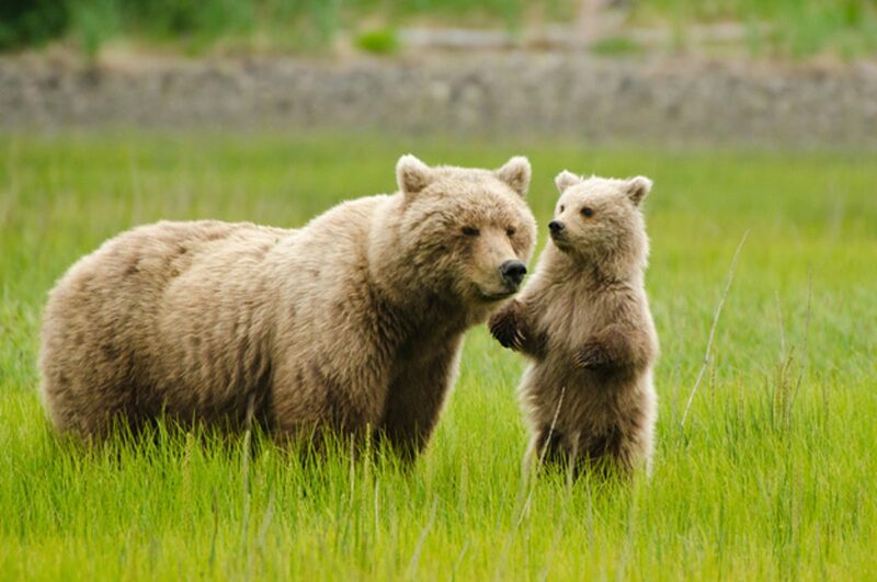 Hình ảnh con gấu xám và con
