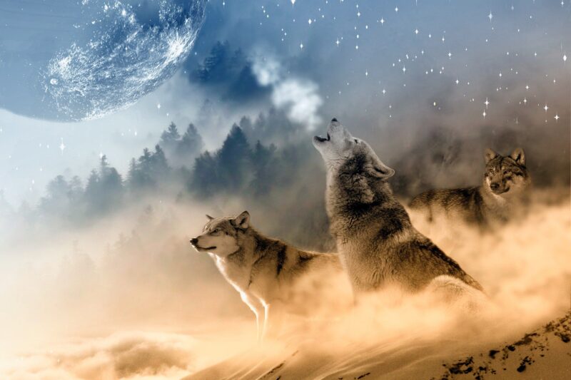 Hình ảnh con sói dũng mãnh