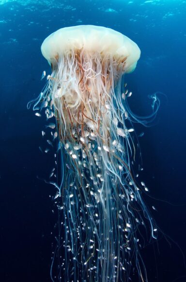 Hình ảnh con sứa