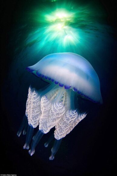 Hình ảnh con sứa bơi ngược