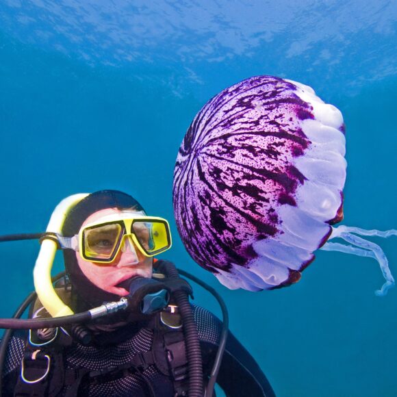 Hình ảnh con sứa bơi tự do