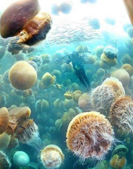 Hình ảnh con sứa trong rừng sứa