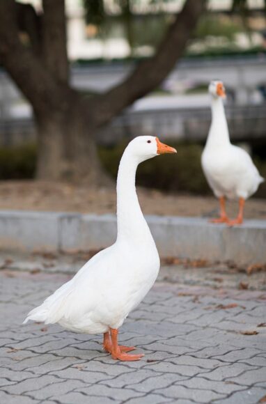 Hình ảnh con vịt