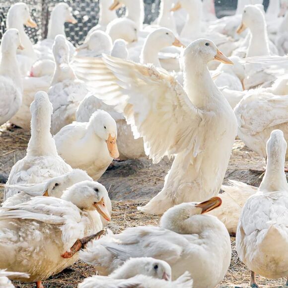 Hình ảnh con vịt trong chuồng