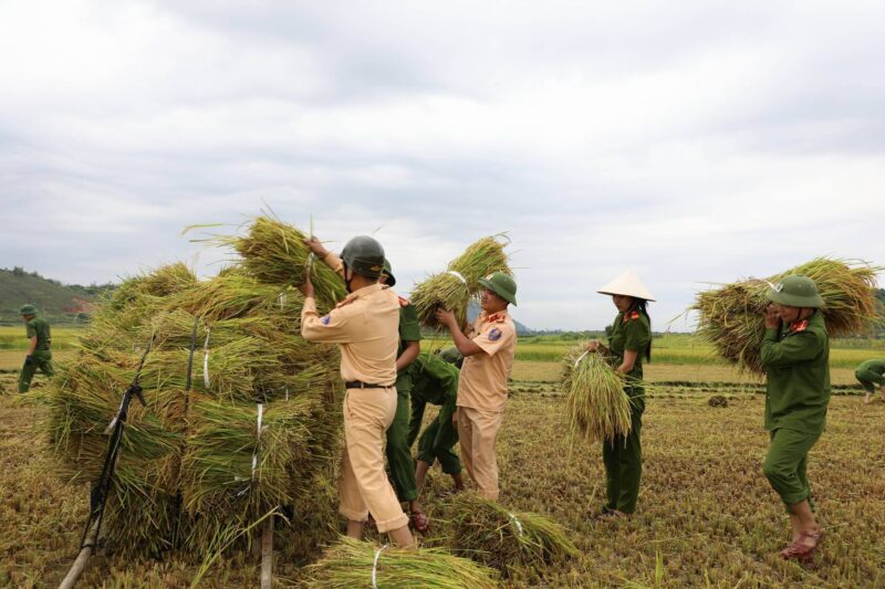 Hình ảnh công an giúp dân thu hoạch lúa trước lũ