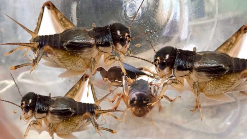 Hình ảnh dế mèn nuôi công nghiệp