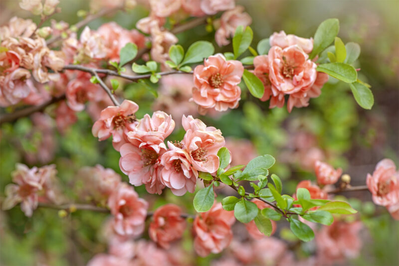 Close-up image of the beautiful spring flowering Japanese Quince flowers also known as Chaenomeles japonica