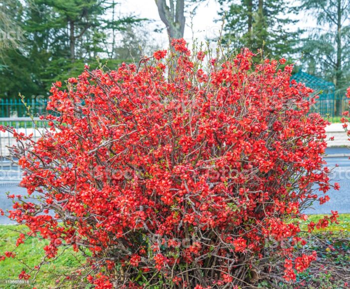 Hình ảnh hoa Mai đỏ thành bụi