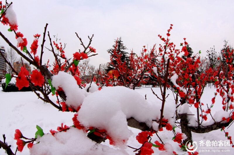 Hình ảnh hoa Mai đỏ trong tuyết