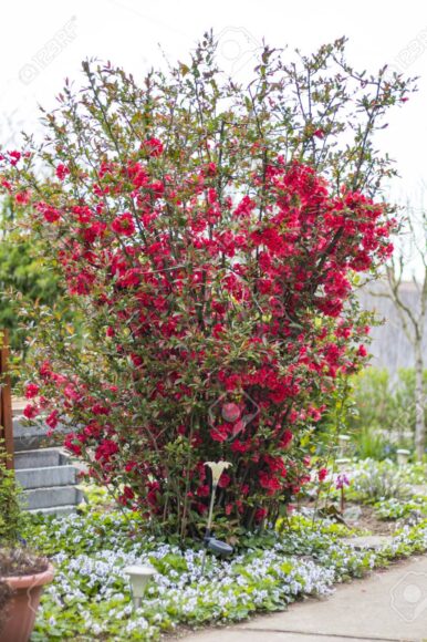 Japanese Quince
