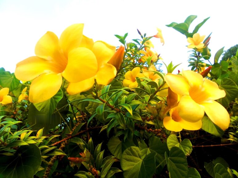 Hình ảnh hoa Quỳnh Anh đẹp mãn nhãn