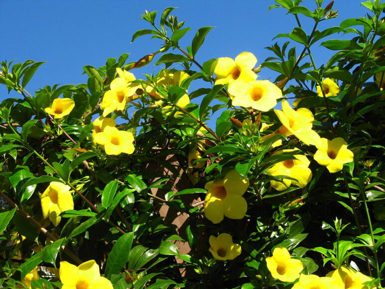 Hình ảnh hoa Quỳnh Anh màu vàng đẹp