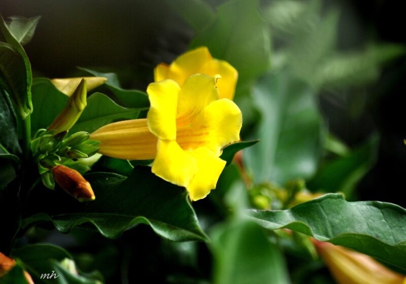 Hình ảnh hoa Quỳnh Anh một bông đẹp