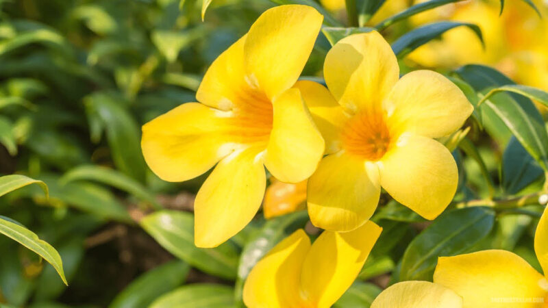 Hình ảnh hoa Quỳnh Anh vàng tươi