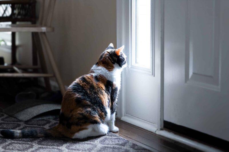 Hình ảnh mèo buồn canh cửa