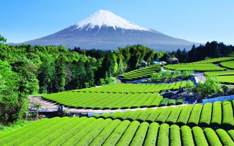 Hình ảnh núi Phú Sĩ và đồi chè