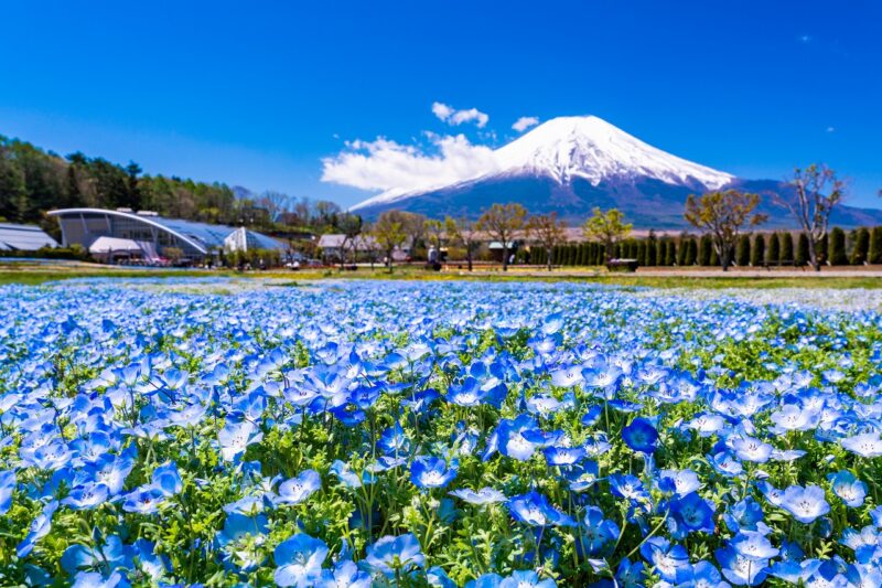 Hình ảnh núi Phú Sĩ và hoa đẹp
