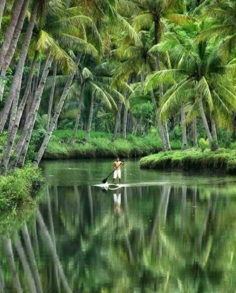 hình ảnh cây dừa hai bên con nước