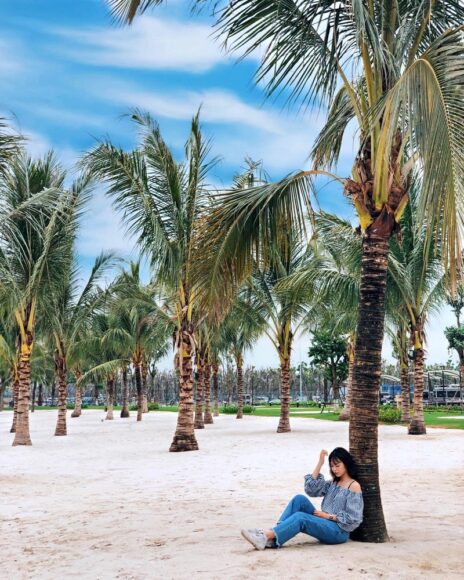 hình ảnh cây dừa ở bãi tắm