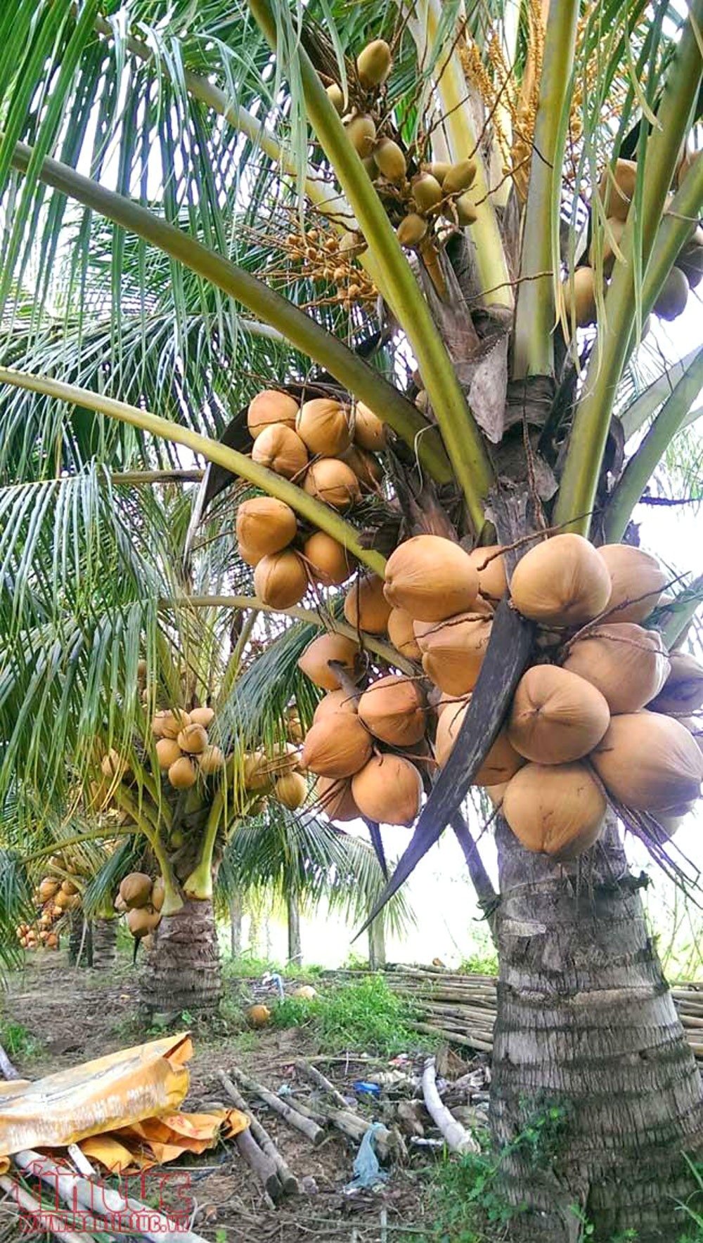 48+ Hình ảnh cây dừa đẹp mộc mạc, giản dị và ý nghĩa