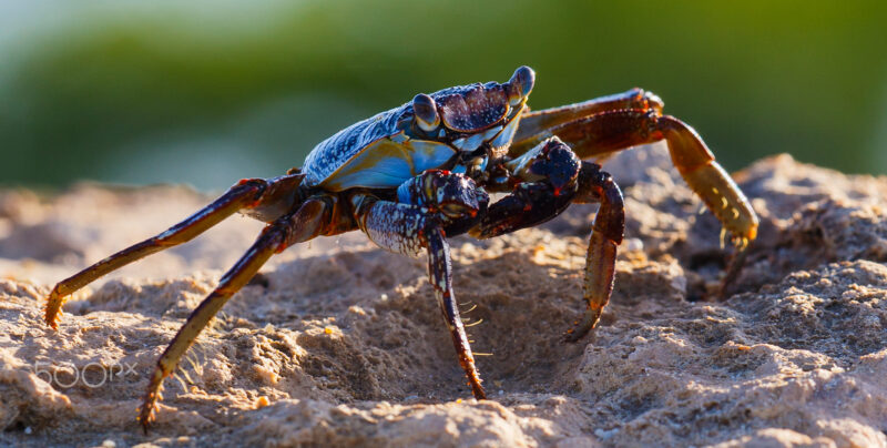 hình ảnh con cua xanh biếc đẹp trên cát