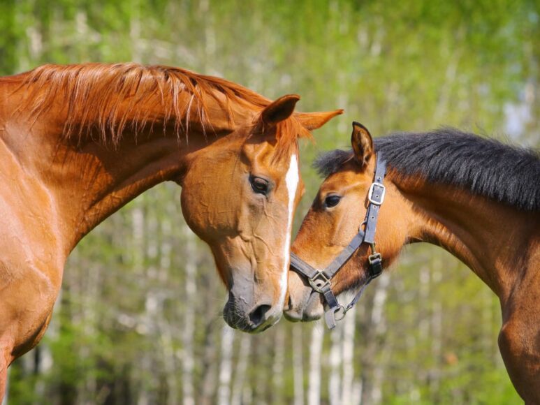 hình ảnh con ngựa chiến đẹp