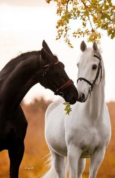 hình ảnh con ngựa trắng đen