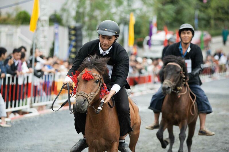 hình ảnh con ngựa trên trường đua