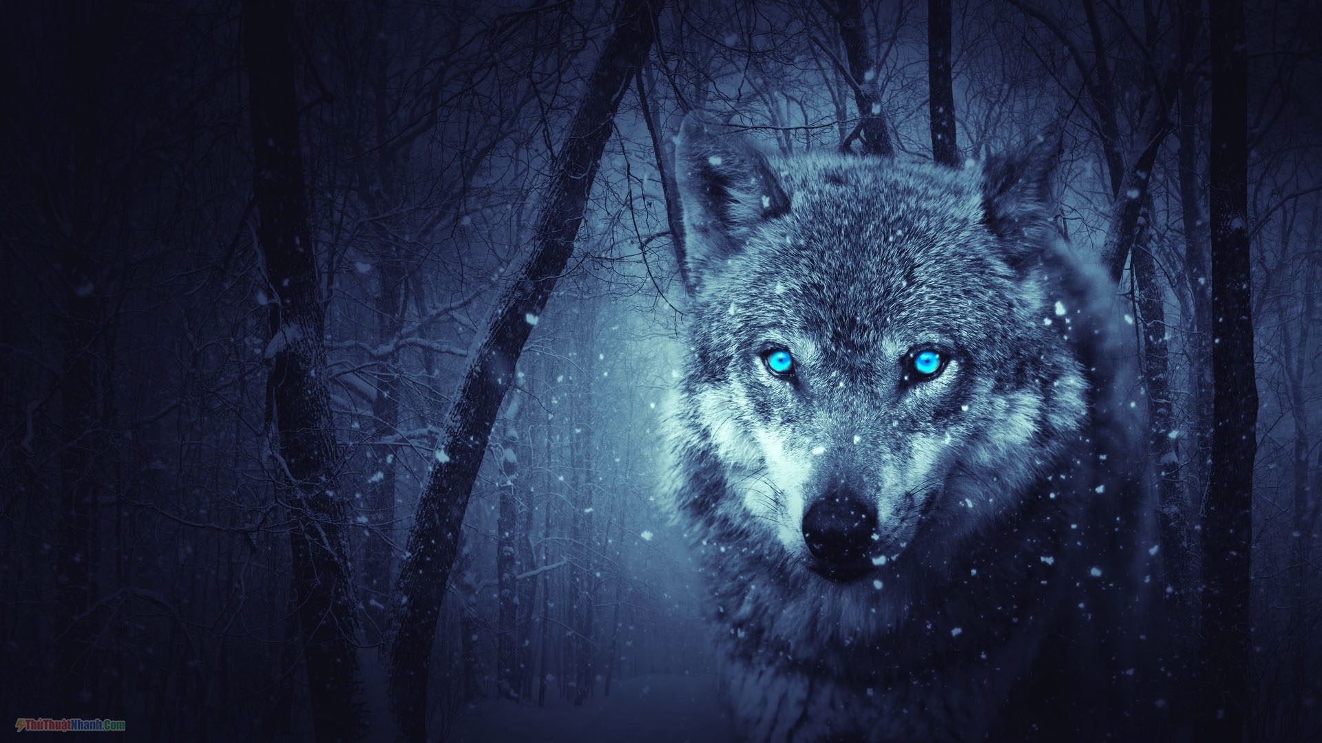 Hình ảnh con sói hoang dã sinh động và đẹp nhất