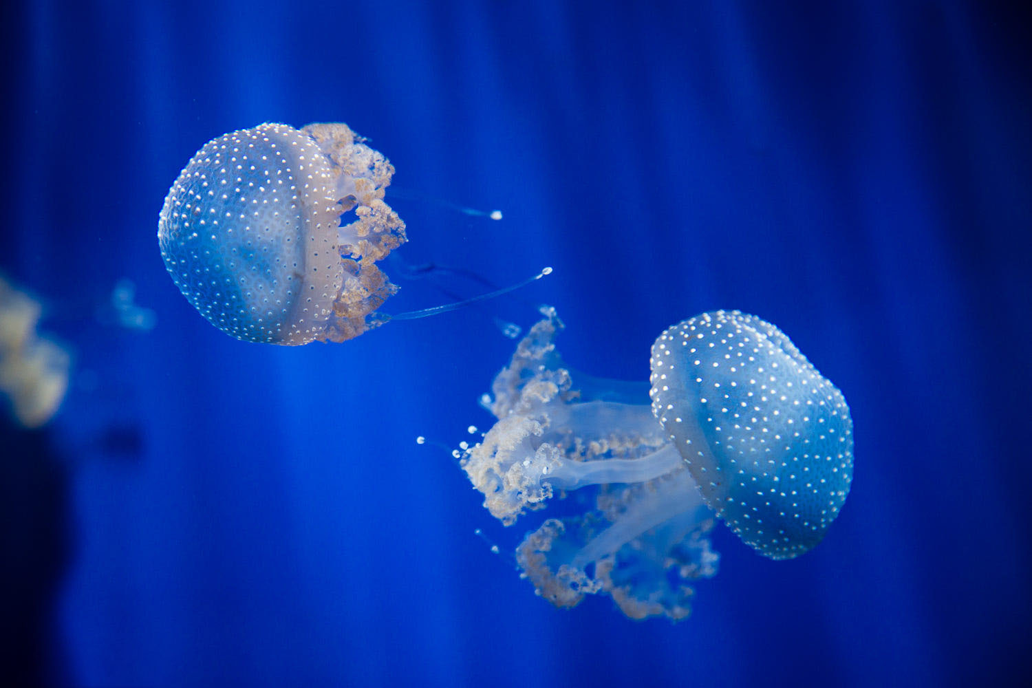 58+ Hình ảnh con sứa đẹp dưới đáy đại dương