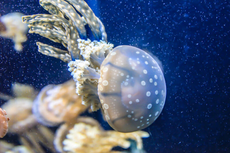 hình ảnh con sứa đẹp