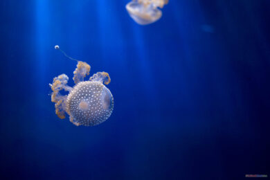 hình ảnh con sứa đẹp đang bơi dưới đáy đại dương