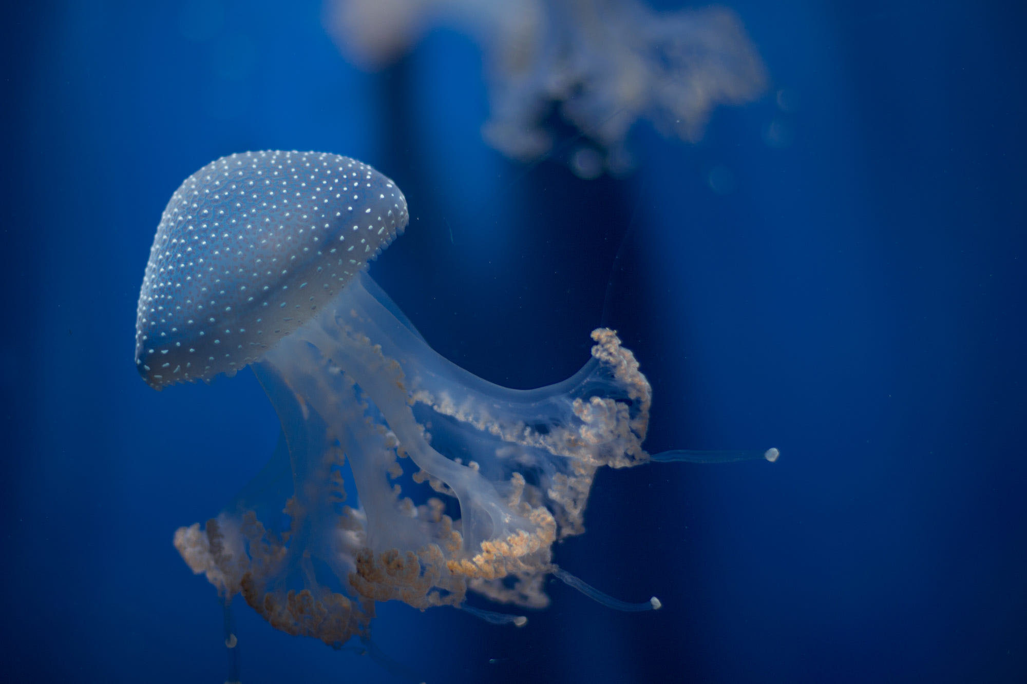 Bán bong bóng bay hình con sứa biển trang trí chủ đề biển đại dương Vua  bong bóng shop