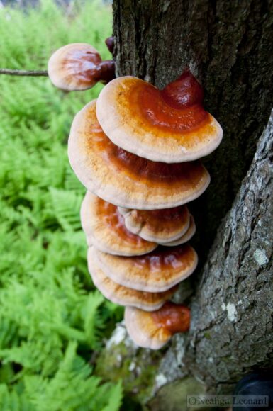 hình ảnh nấm linh chi trên thân cây