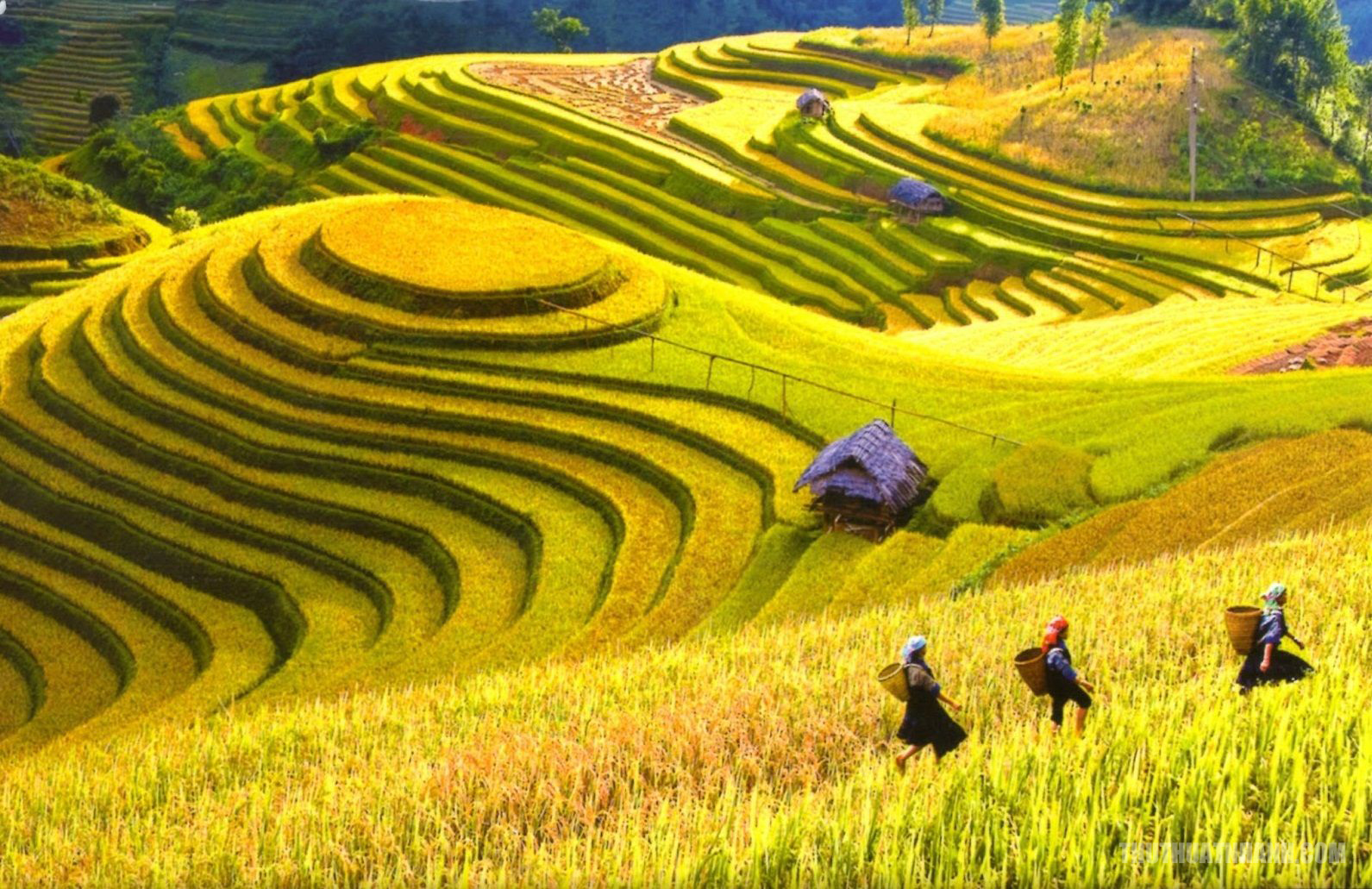 Ruộng bậc thang - Cảm nhận không gian bao la, xanh tươi của ruộng bậc thang trên các dãy núi khiếnạn không thể cưỡng lại được sự mê hoặc. Những cây lúa chín đỏ rực, những lớp đồi bồi làm nên một điểm đến tuyệt vời cho những ai yêu thích sự yên tĩnh và giản dị. Hãy chiêm ngưỡng bức ảnh đẹp này để cảm nhận vẻ đẹp thiên nhiên tuyệt vời của Việt Nam.