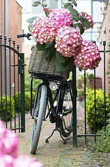 hình ảnh xe đạp và hoa