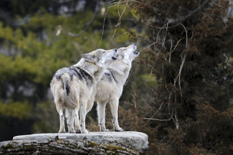 hình nền chó sói đẹp chất 2K