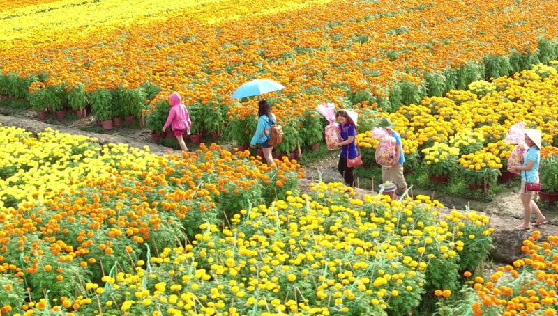 Hình ảnh làng hoa Sa Đéc ngày lễ hội