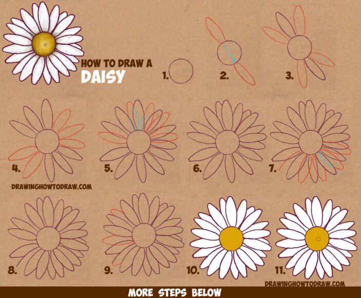 Hình vẽ cách vẽ bông hoa cúc daisy