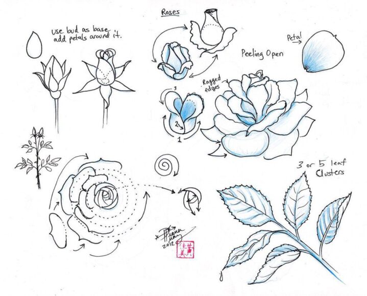 Hình vẽ cách vẽ bông hoa hồng đẹp
