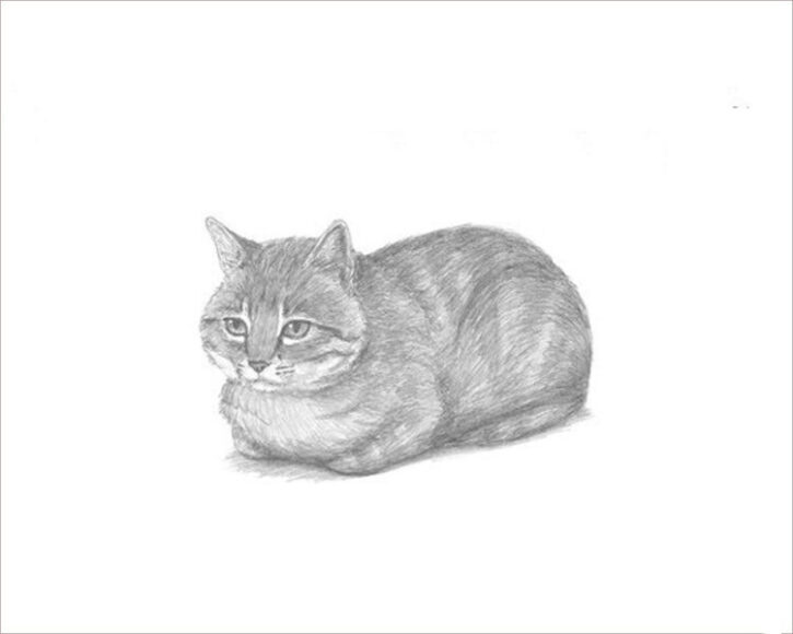 Hình ảnh Mèo Trắng Vẽ Tay PNG Miễn Phí Tải Về  Lovepik