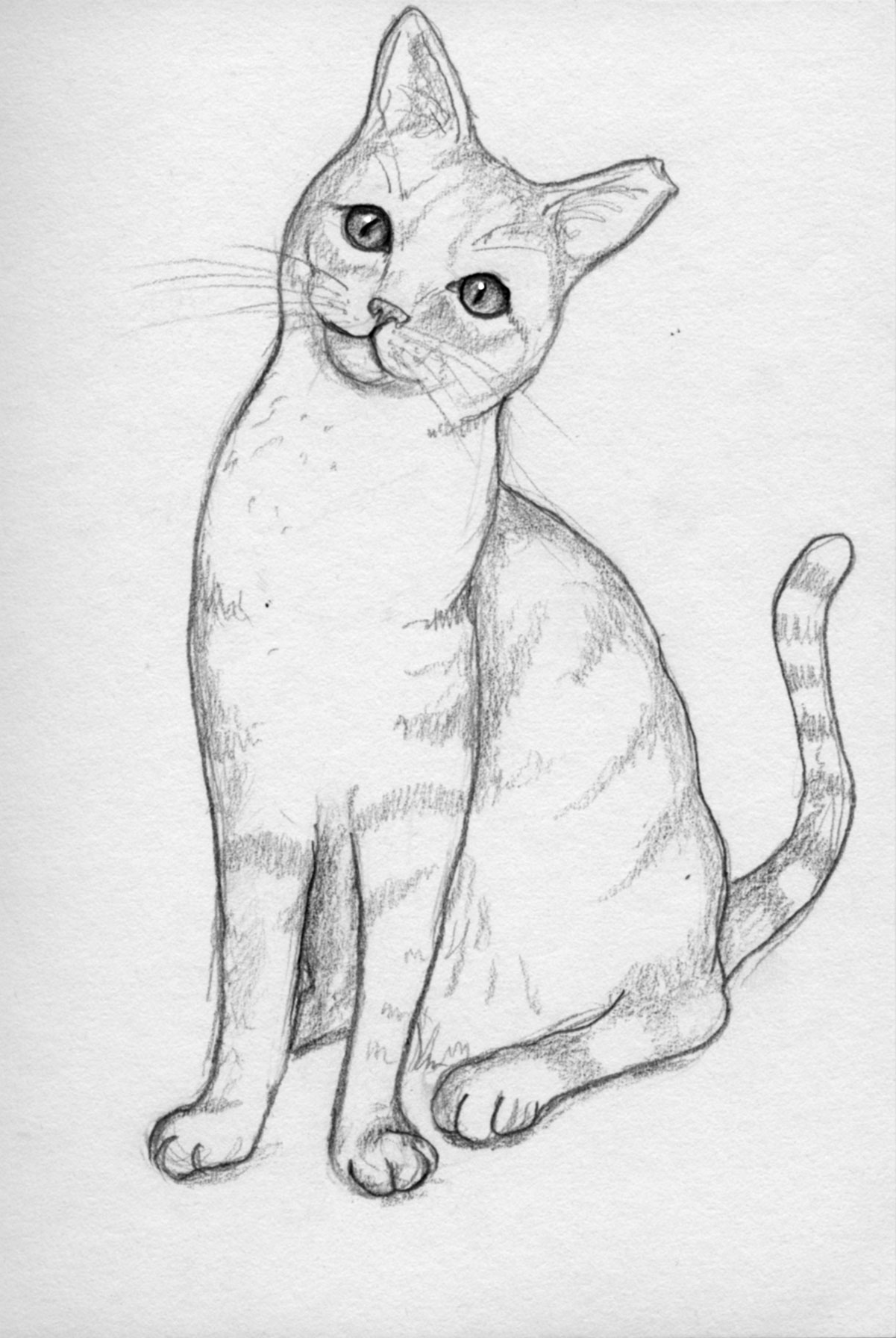 Bí quyết Vẽ mèo bằng bút chì đơn giản từng bước một