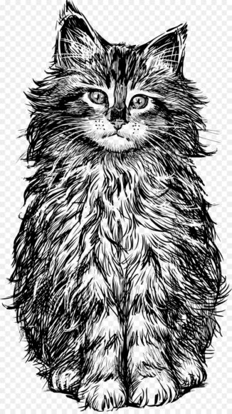 Hình vẽ mèo bằng bút máy đẹp