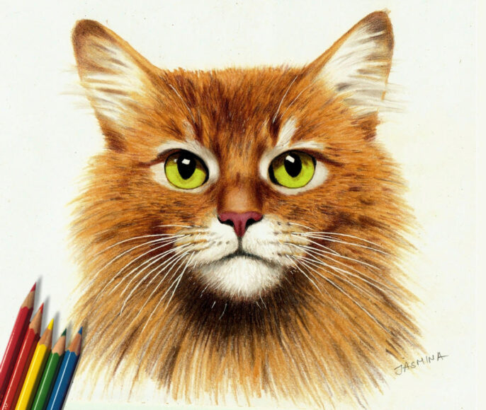 Hình vẽ mèo bằng chì màu
