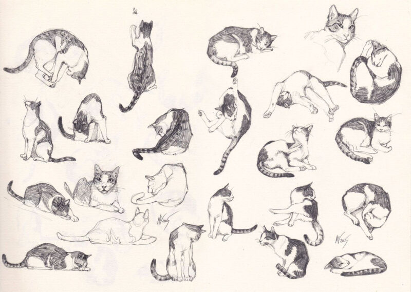 Hình vẽ mèo chi tiết các tư thế của mèo