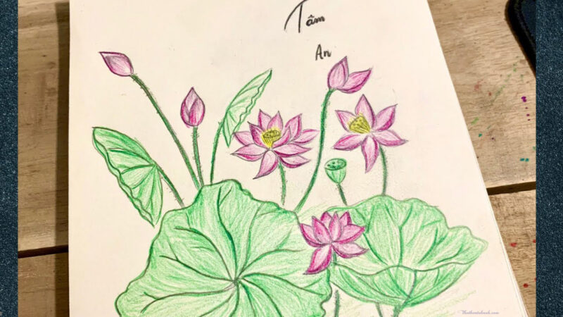 Cách vẽ bông hoa Sen đẹp nhất