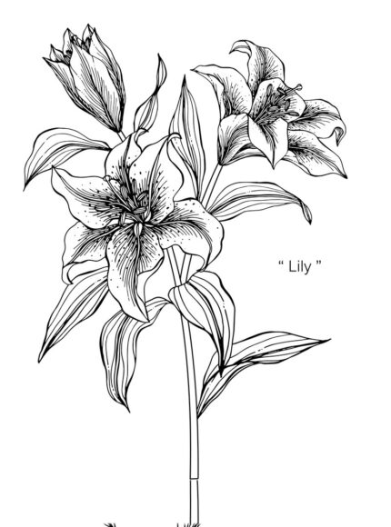 cách vẽ hoa ly, hoa loa kèn bằng than chì