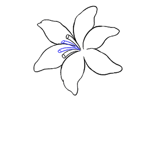 cách vẽ hoa ly, hoa loa kèn bước 11