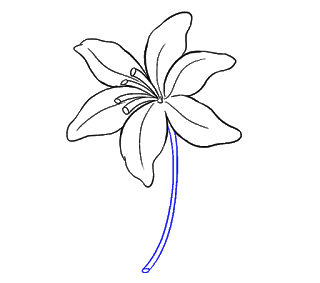 cách vẽ hoa ly, hoa loa kèn bước 14
