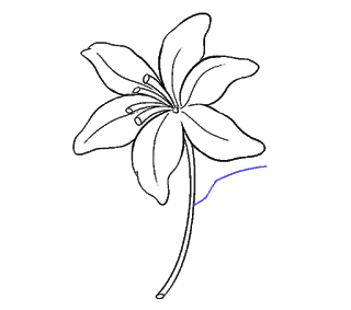cách vẽ hoa ly, hoa loa kèn bước 15